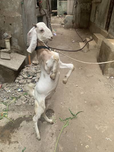 6Montsh ka Bakra han kubsurat ghar ka Pala howa han fully Active han