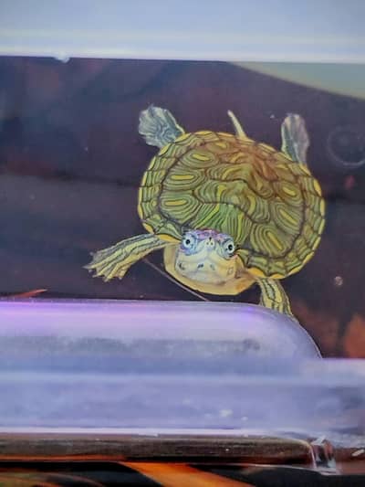 Red eared slider turtle