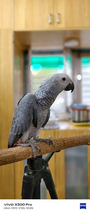 African Grey | gey parrot | hand tamed parrot | African Grey chicks