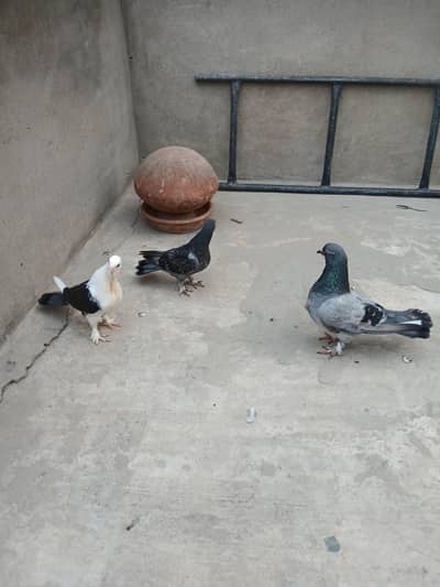 fancy male or chiks  3044349027