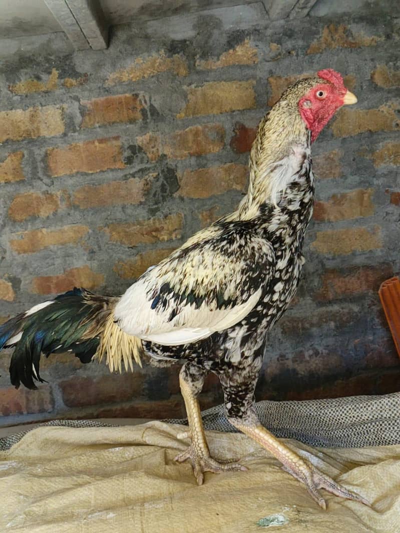cheena java 1