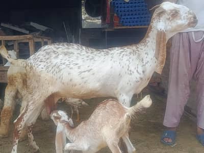 betal , makhichenni , nagri , bakri , lali & Goats   | bakri