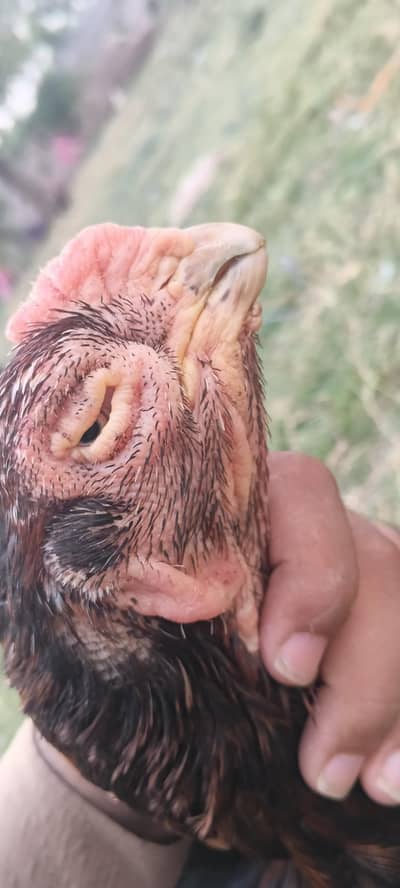 kandari perrot peak female