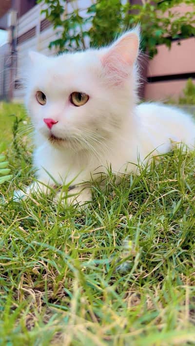 Turkish Home Pure White Cat for sale