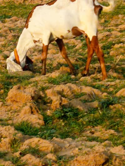 beetal bakri