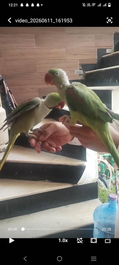 kashmiri raw parrot