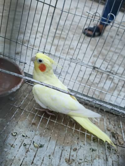 jiss ko smj ma ay rabta kri