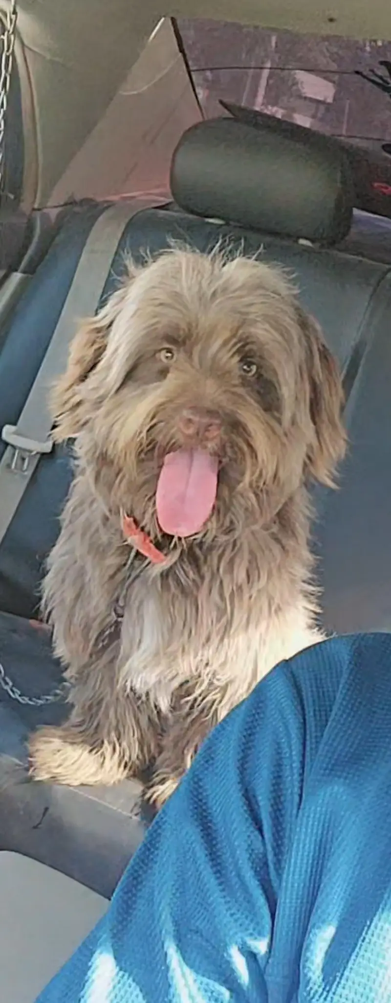 family&security dog — photo 3