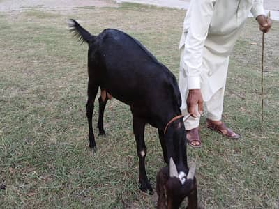 female goat