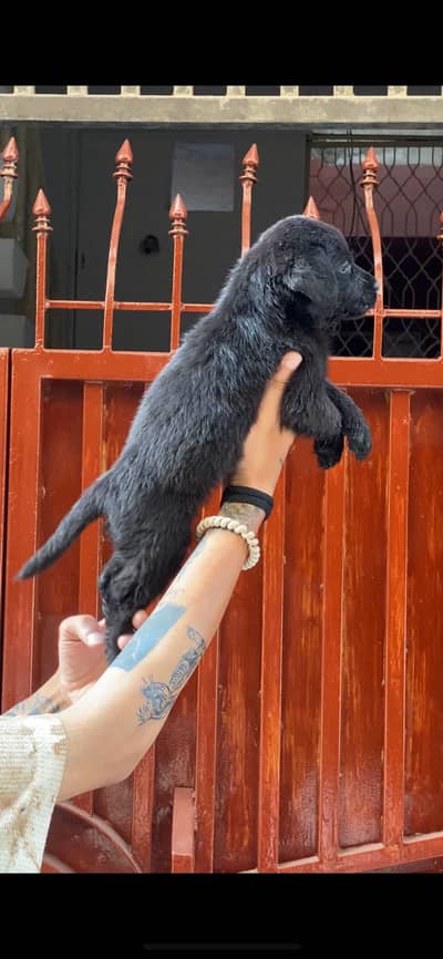 Labrador puppy