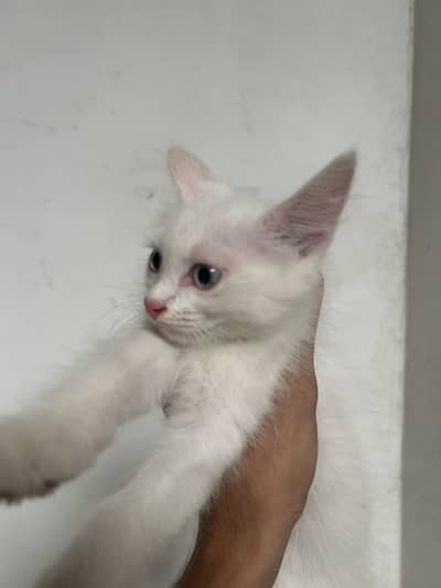 Persian cat  4 babies