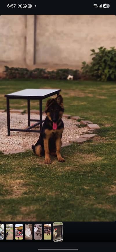 Female Germen shepherd Puppy