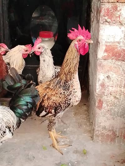 hen for sale