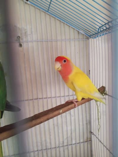 Latino and green parrot