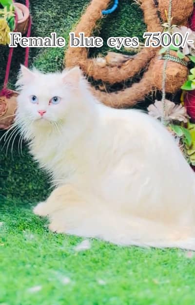 persian beautiful  cats