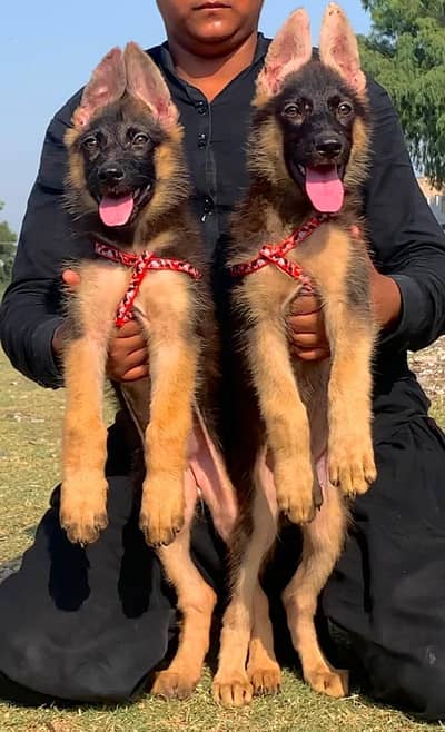 german shepherd pair