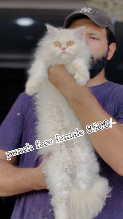 High quality cats and kittens available