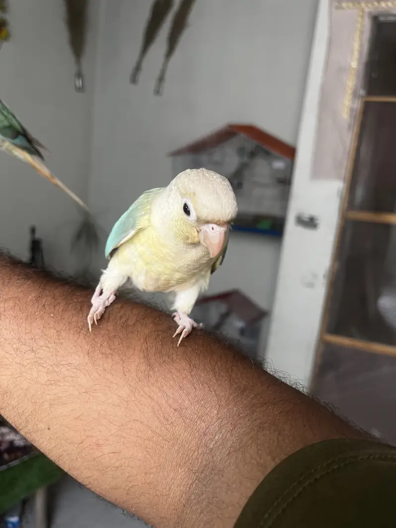 Hand tame friendly birds conure / monk / cockatiel — photo 2
