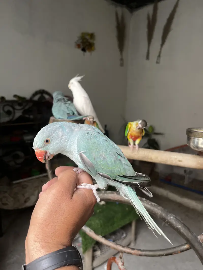 Hand tame friendly birds conure / monk / cockatiel — photo 3