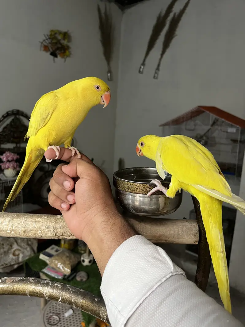 Hand tame friendly birds conure / monk / cockatiel — photo 4