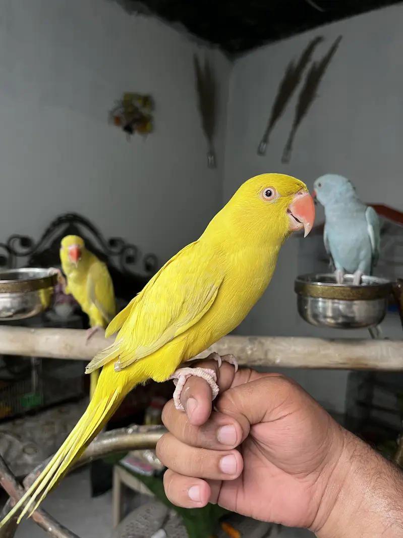 Hand tame friendly birds conure / monk / cockatiel — photo 5