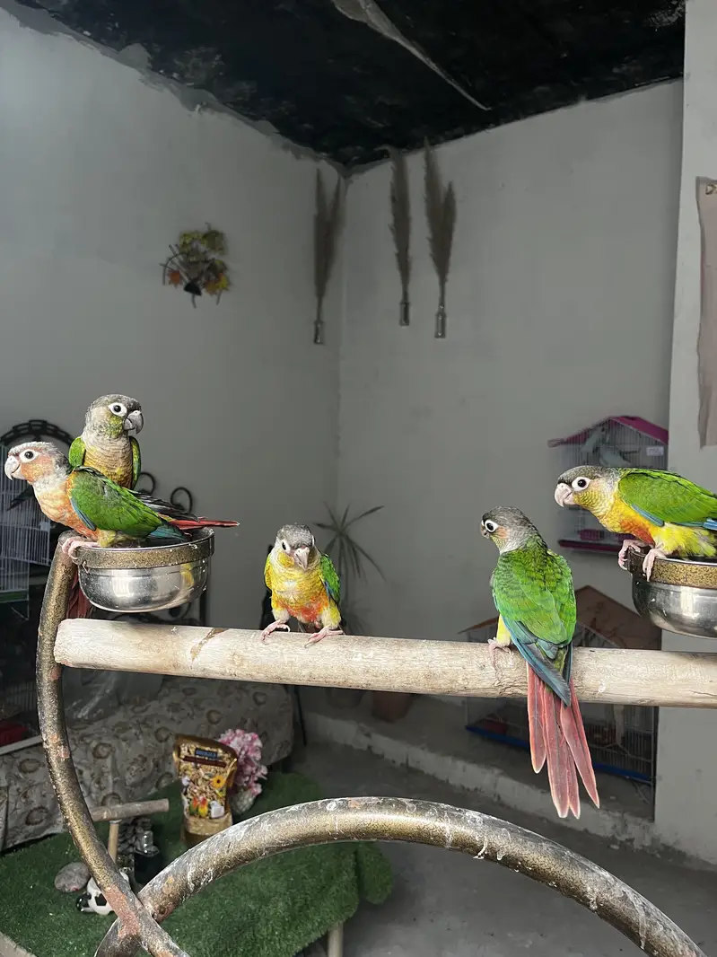 Hand tame friendly birds conure / monk / cockatiel — photo 7