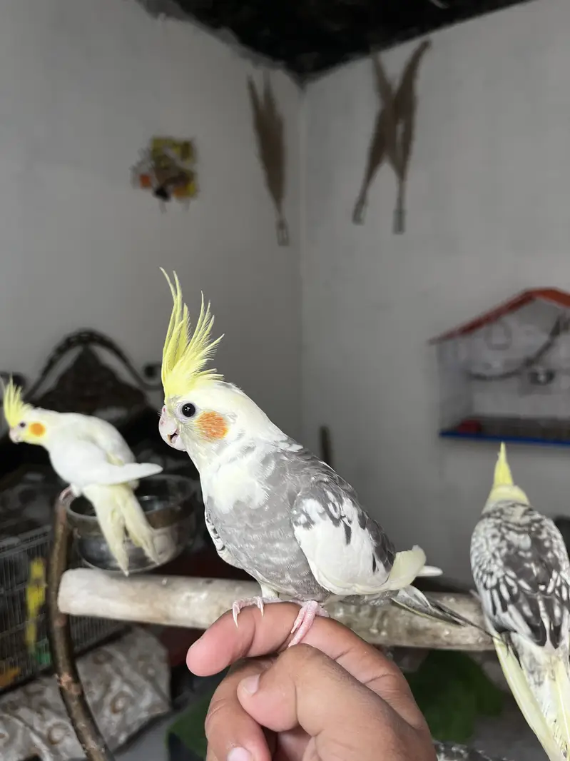 Hand tame friendly birds conure / monk / cockatiel — photo 8