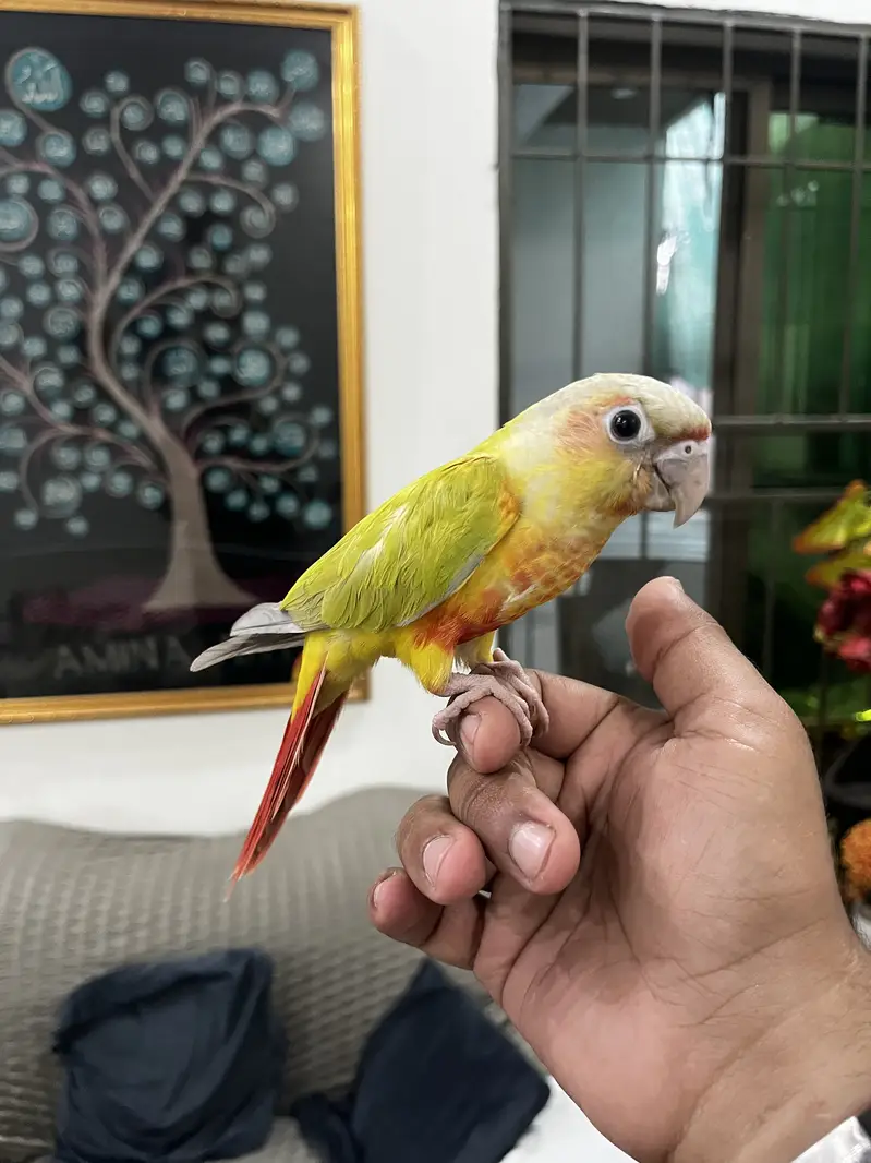 Hand tame friendly birds conure / monk / cockatiel — photo 9