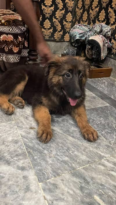 German Shepherd puppy female