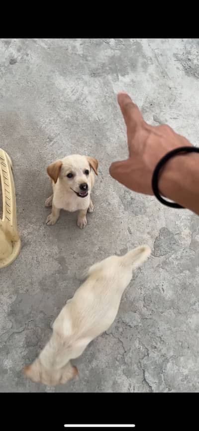 Brown Labrador puppies