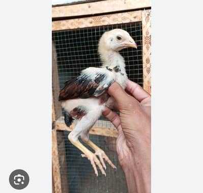 Aseel chicks for sale