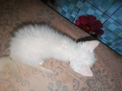 percian kitten