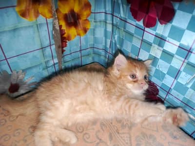 percian kitten
