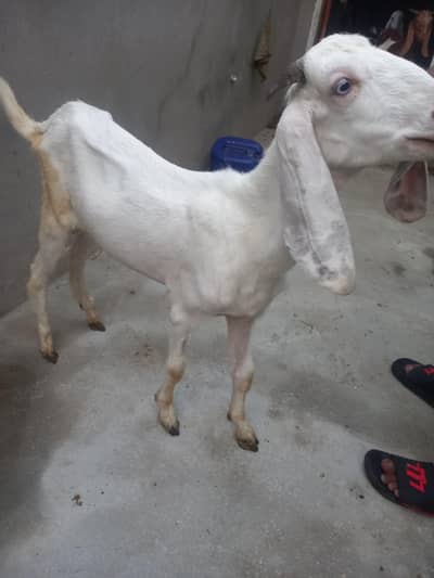 bakra for sale