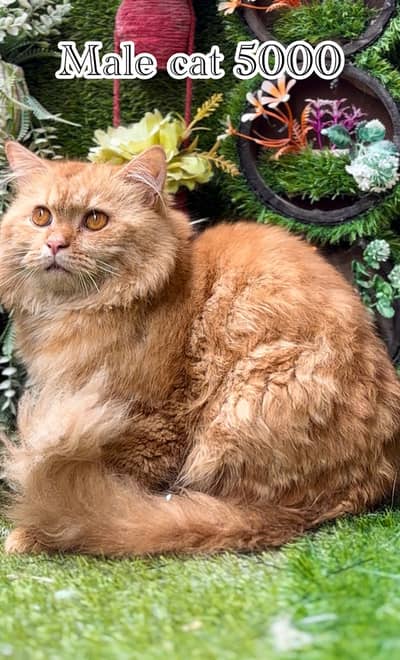 peremium quality cats and kittens (  12 13