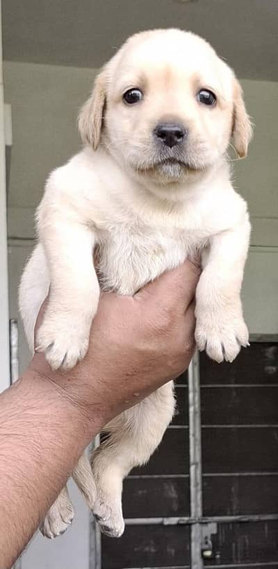 Top quality Labrador pups available