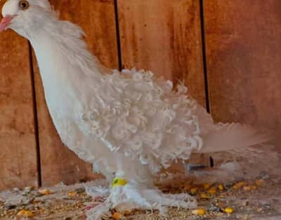 healthy and active conform breeder frilback female pigeon for sale