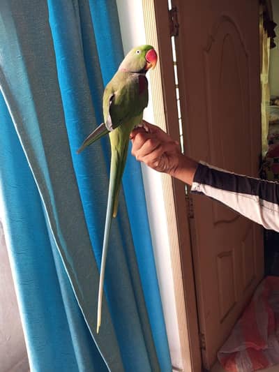 raw parrot male