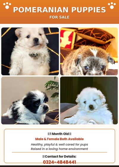 pomeranian puppies 1 months old both male female available