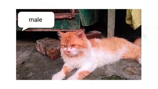 double coat Persian cat 2 males and one female and one baby cat