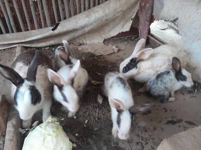 Rabbits for sale