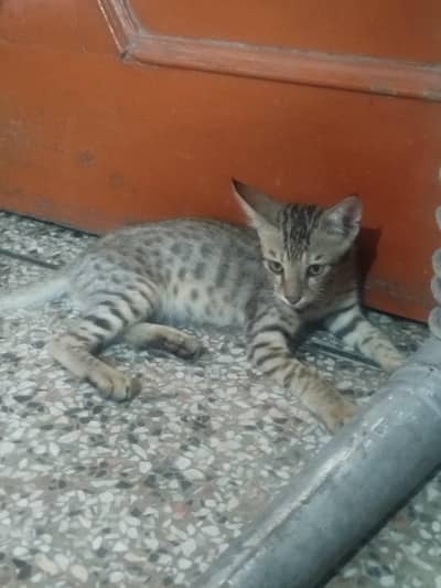 Healthy 3 months old kitten local cat looking for loving home.