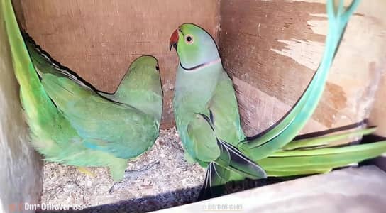 Beautiful Ringneck Breeder pair urgent sell