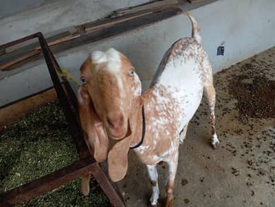 Makkhi cheeni pure goat for sale