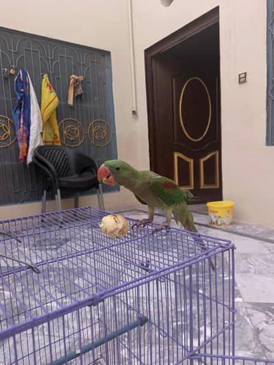 Alexandet parrot