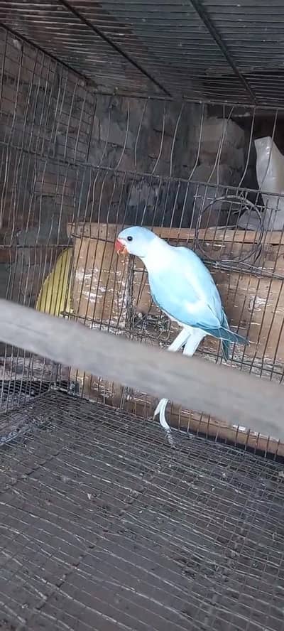 Blue oplaine ct