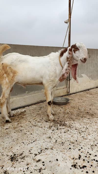 Rajanpuri/Gulabi Bakra