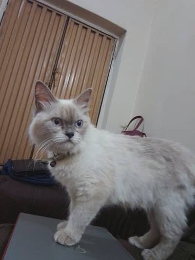 4 persian kitten available for sale Contact on 03024736798