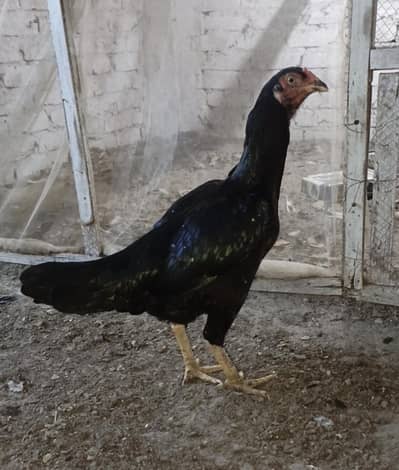High quality Aseel female blue eyes