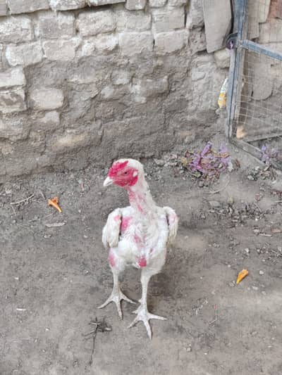 need money urgent sale maray pass murgay 2 ha is Liya sale kr rha hu
